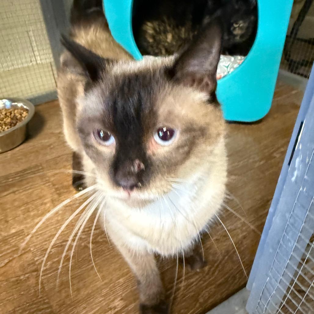 Katniss, Adoptable, Adult Female Domestic Short Hair.