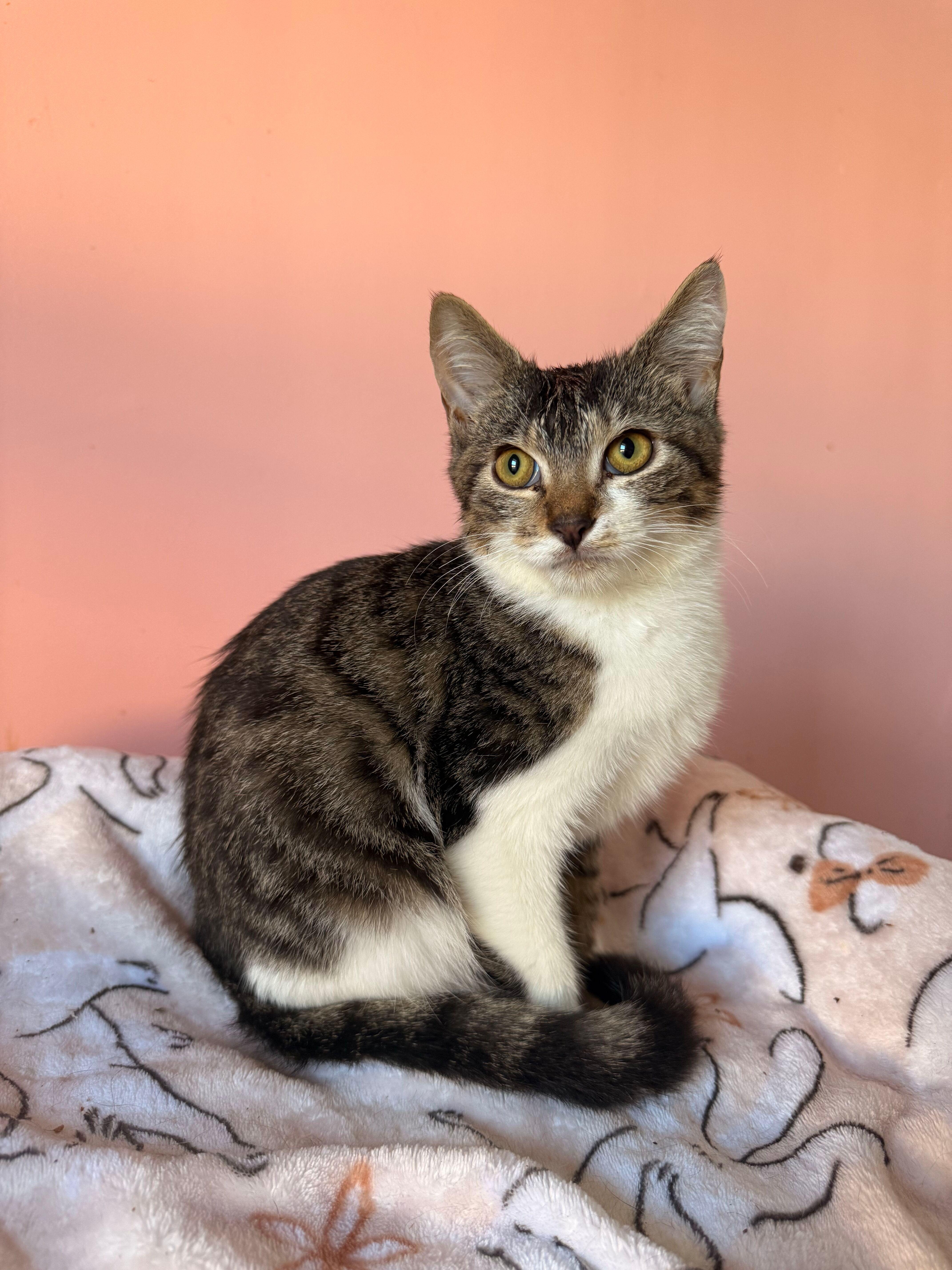 OSLO, adoptable, Kitten Male Tabby.