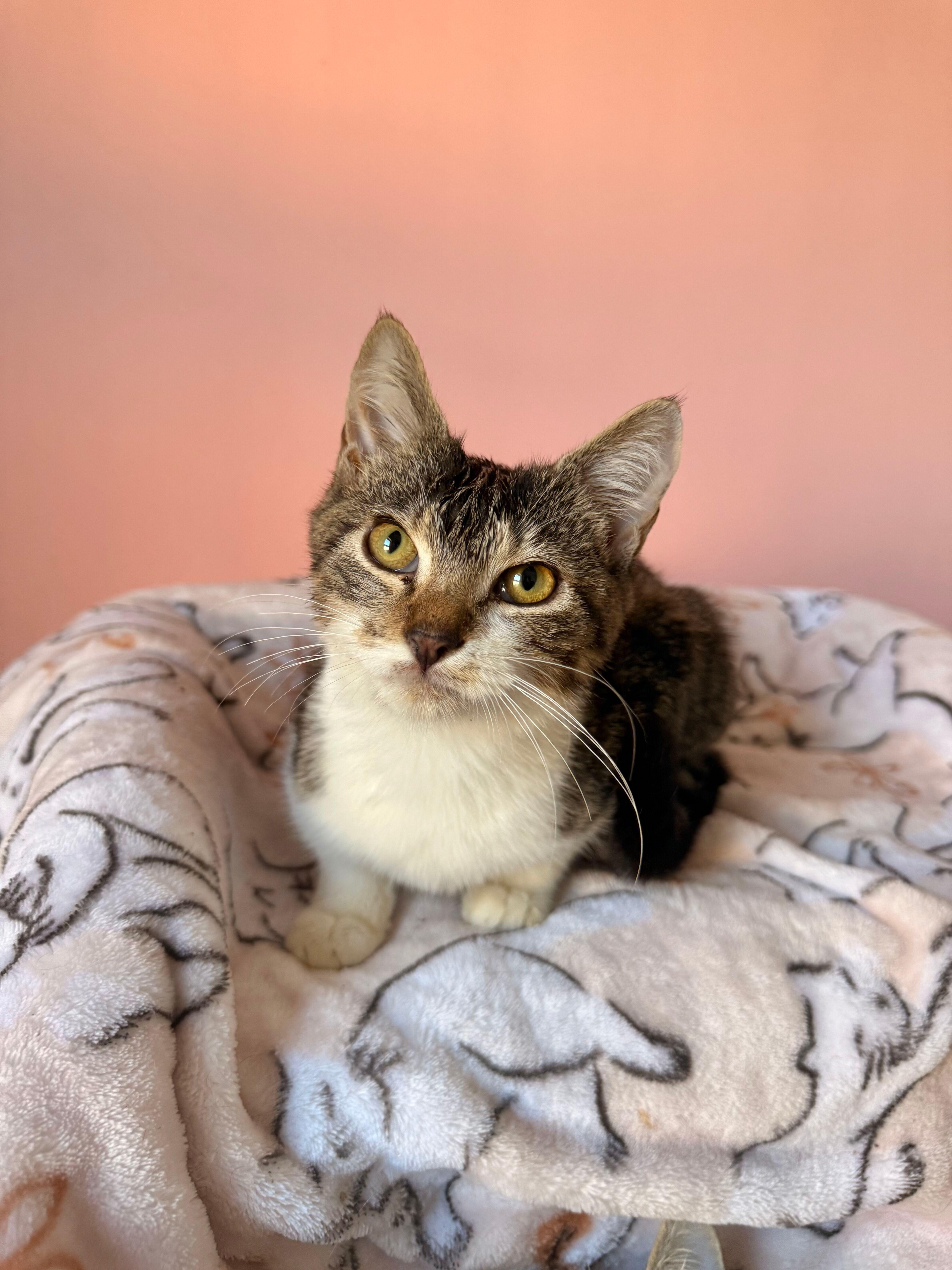 Enlarge OSLO, an adoptable Tabby in New York, NY image 2/6