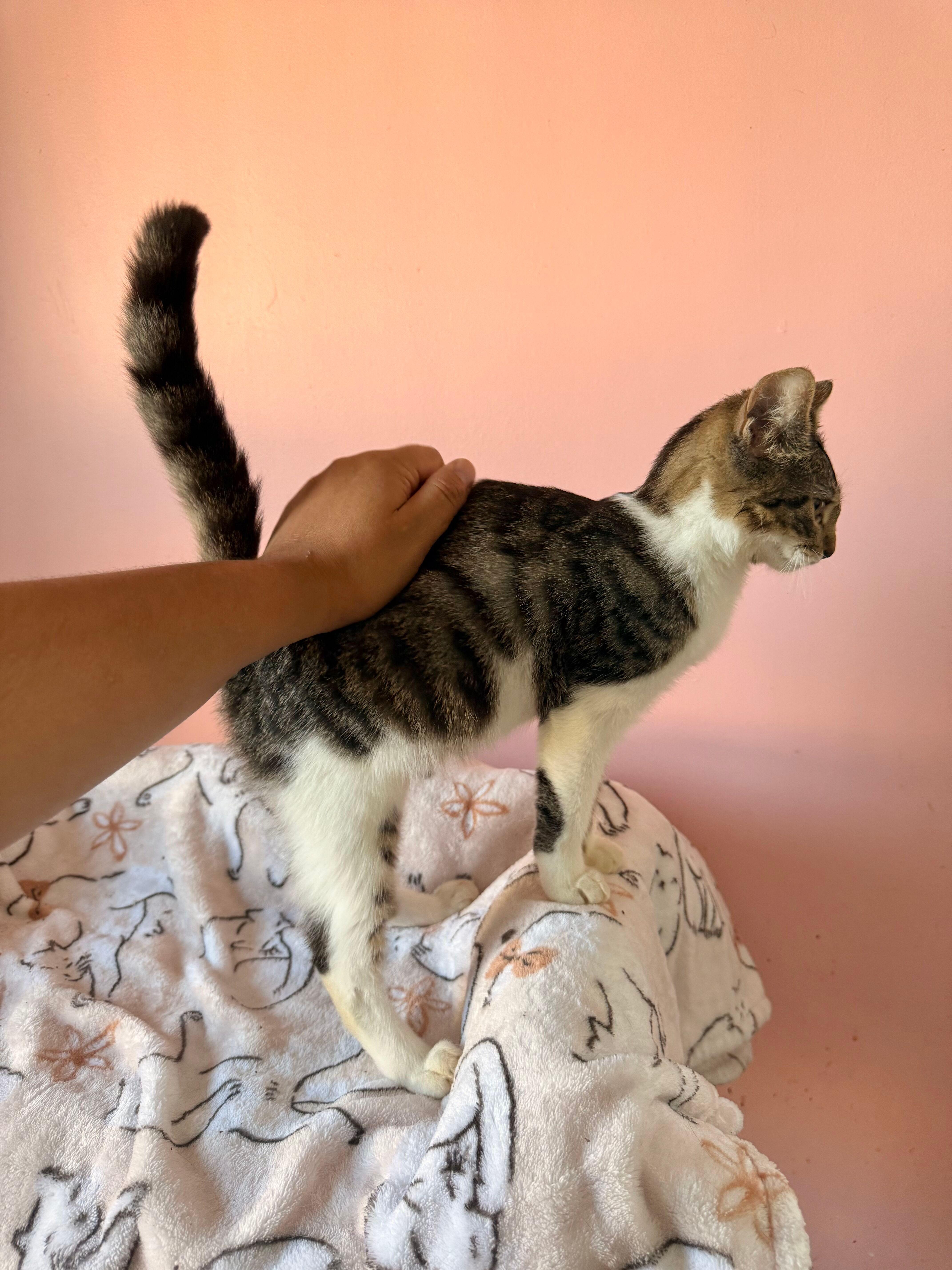 Enlarge OSLO, an adoptable Tabby in New York, NY image 3/6