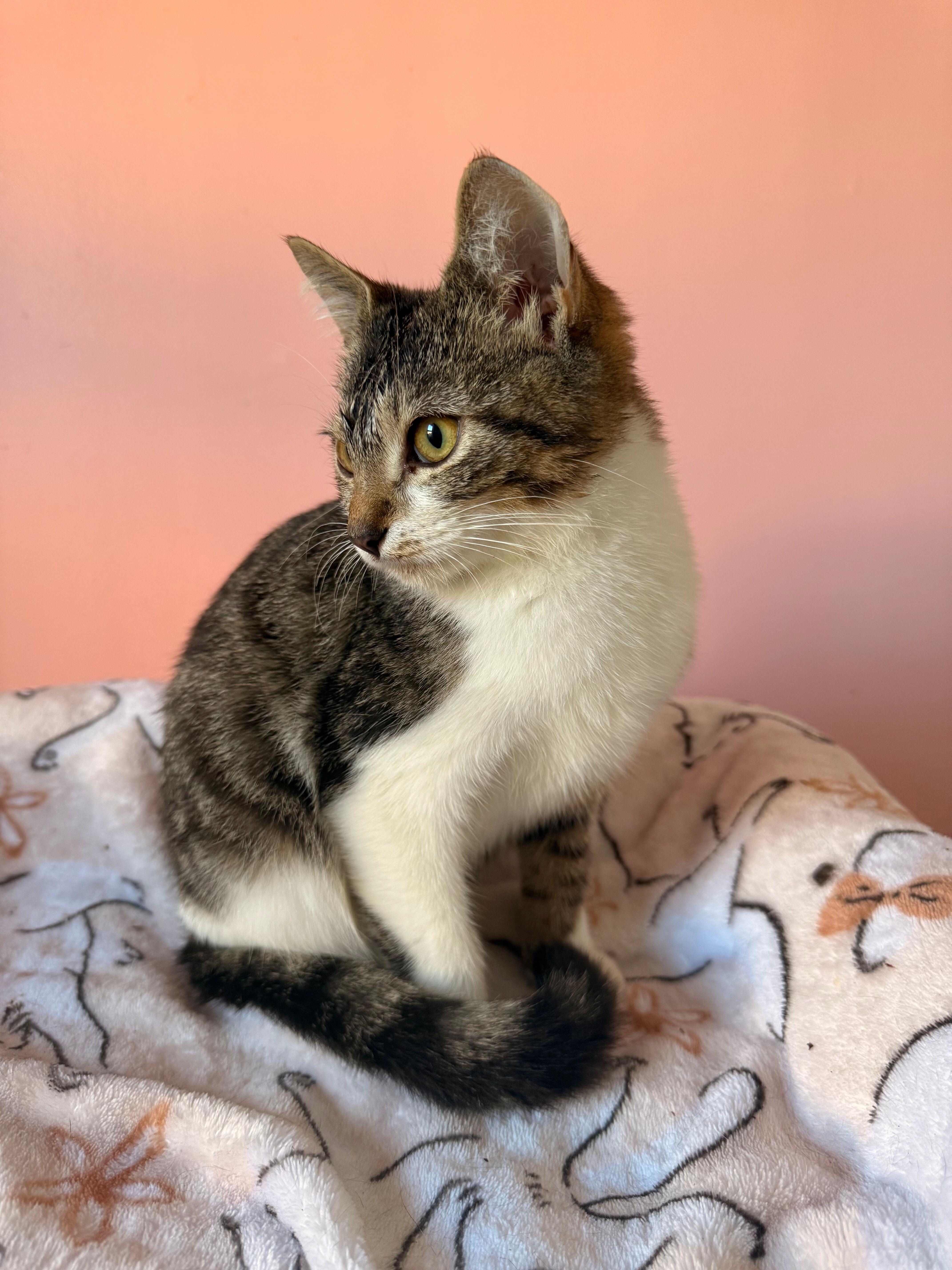 Enlarge OSLO, an adoptable Tabby in New York, NY image 4/6