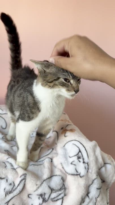 Enlarge OSLO, an adoptable Tabby in New York, NY video 5/6