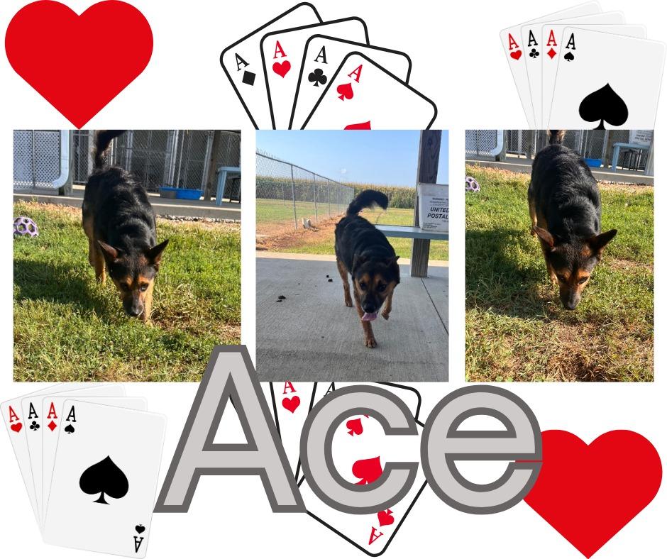 Ace/Jace, Adoptable, Adult Male Shepherd & Cattle Dog.