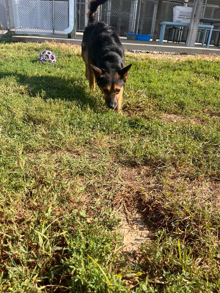 Enlarge Ace/Jace, a Adoptable mixed breed in Hopkinsville, KY image 2/5