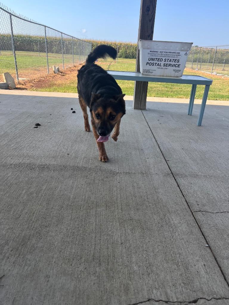 Enlarge Ace/Jace, a Adoptable mixed breed in Hopkinsville, KY image 3/5