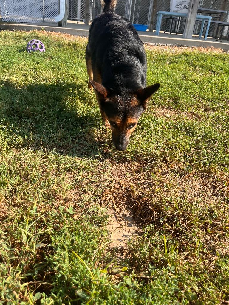 Enlarge Ace/Jace, a Adoptable mixed breed in Hopkinsville, KY image 4/5