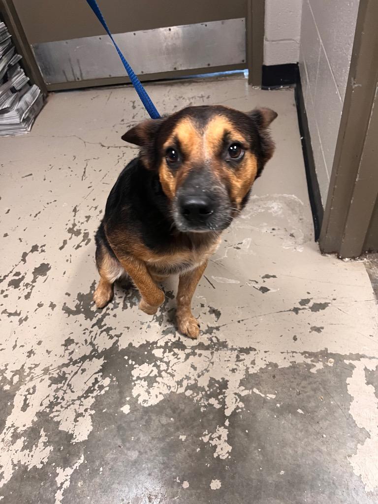 Enlarge Ace/Jace, a Adoptable mixed breed in Hopkinsville, KY image 5/5