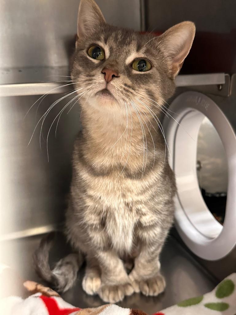 Enlarge Ivy, a Adoptable mixed breed in Sidney, NY image 1/1