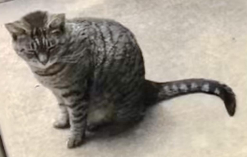 Mamma Kitty, ADOPTABLE, Senior Female Domestic Short Hair.