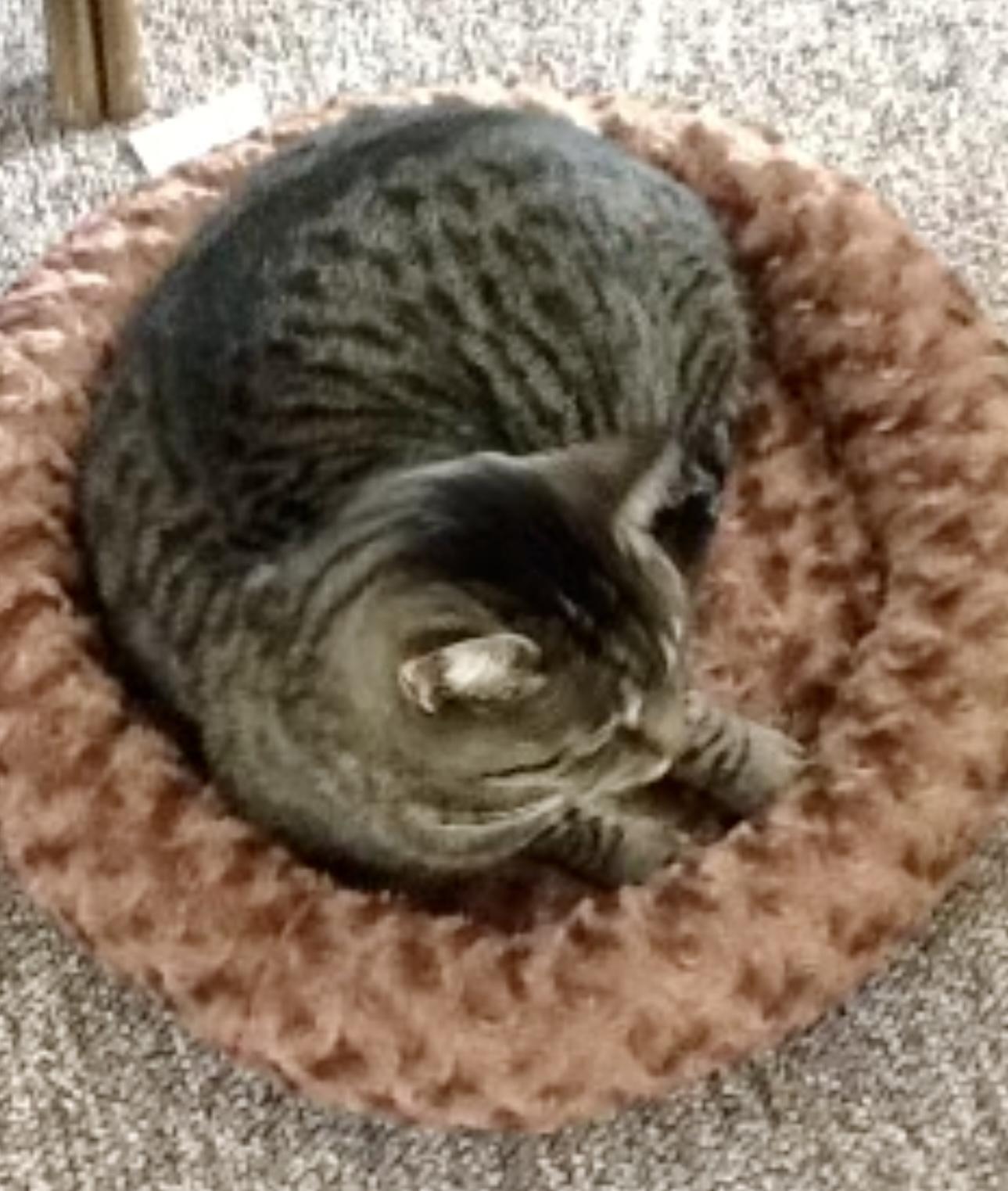 Enlarge Mamma Kitty, a ADOPTABLE Domestic Short Hair in Owasso, OK image 3/3