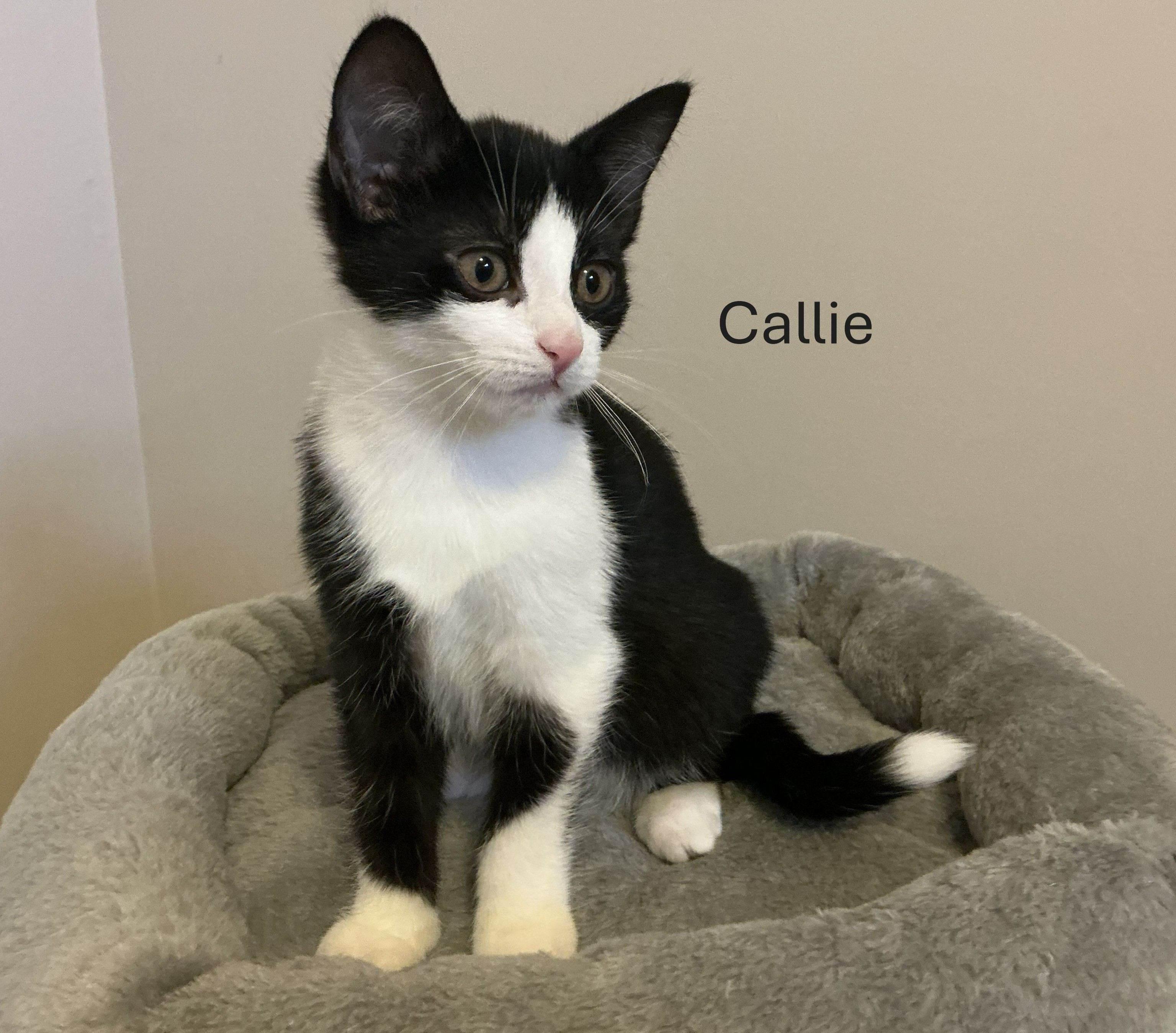 Enlarge Callie (w/ Chloe), a Adoptable Domestic Medium Hair in Caledon, ON image 1/1
