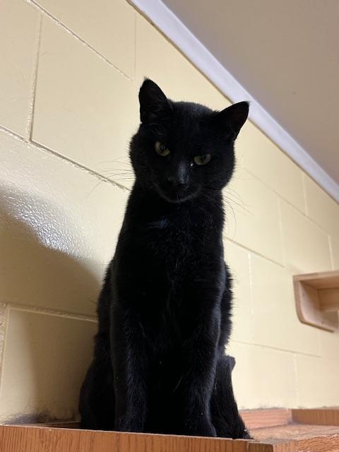 Enlarge Vader, a Adoptable mixed breed image 1/1