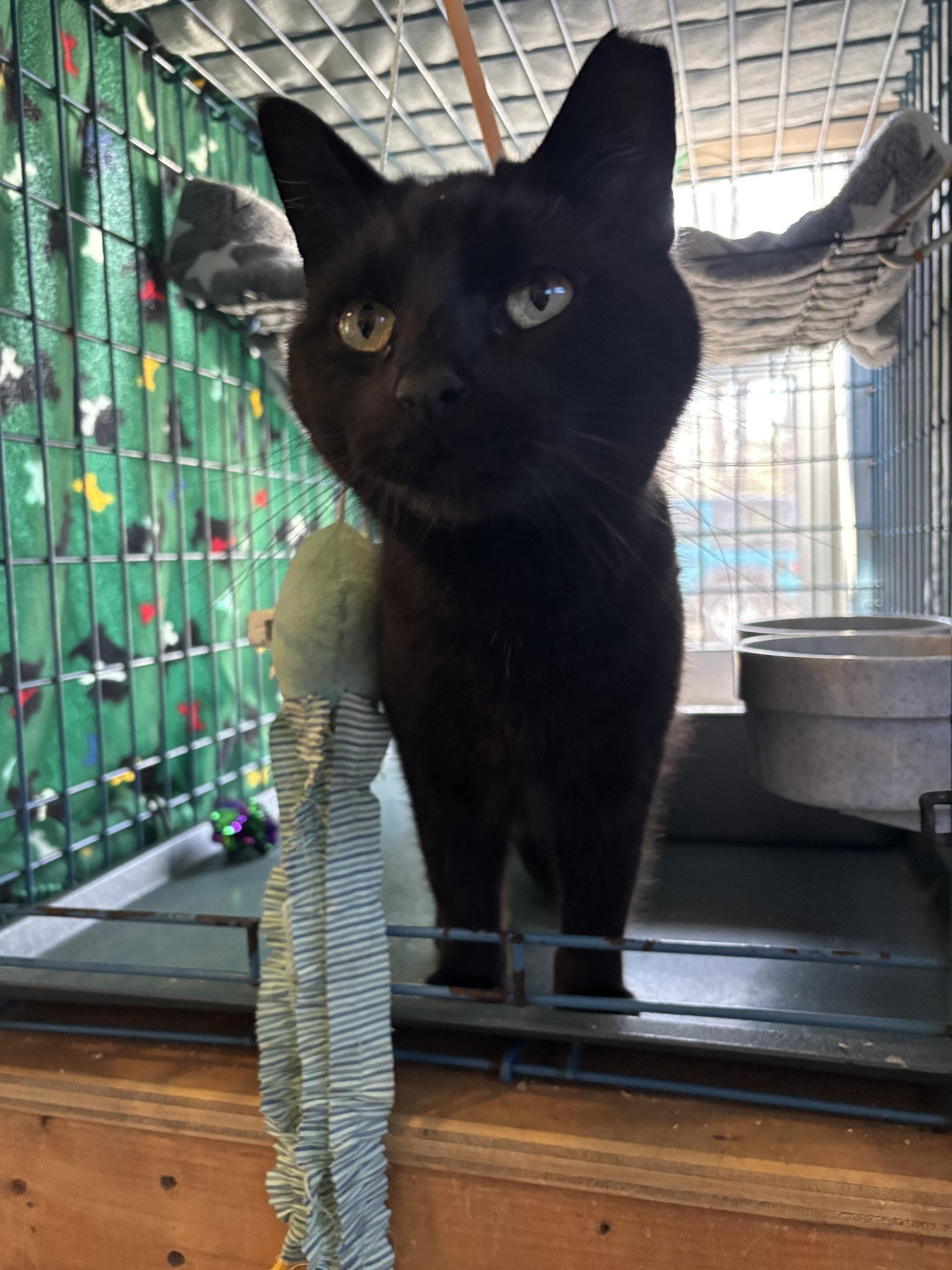 Enlarge Meow, a Adoptable Domestic Short Hair in Ranson, WV image 1/2