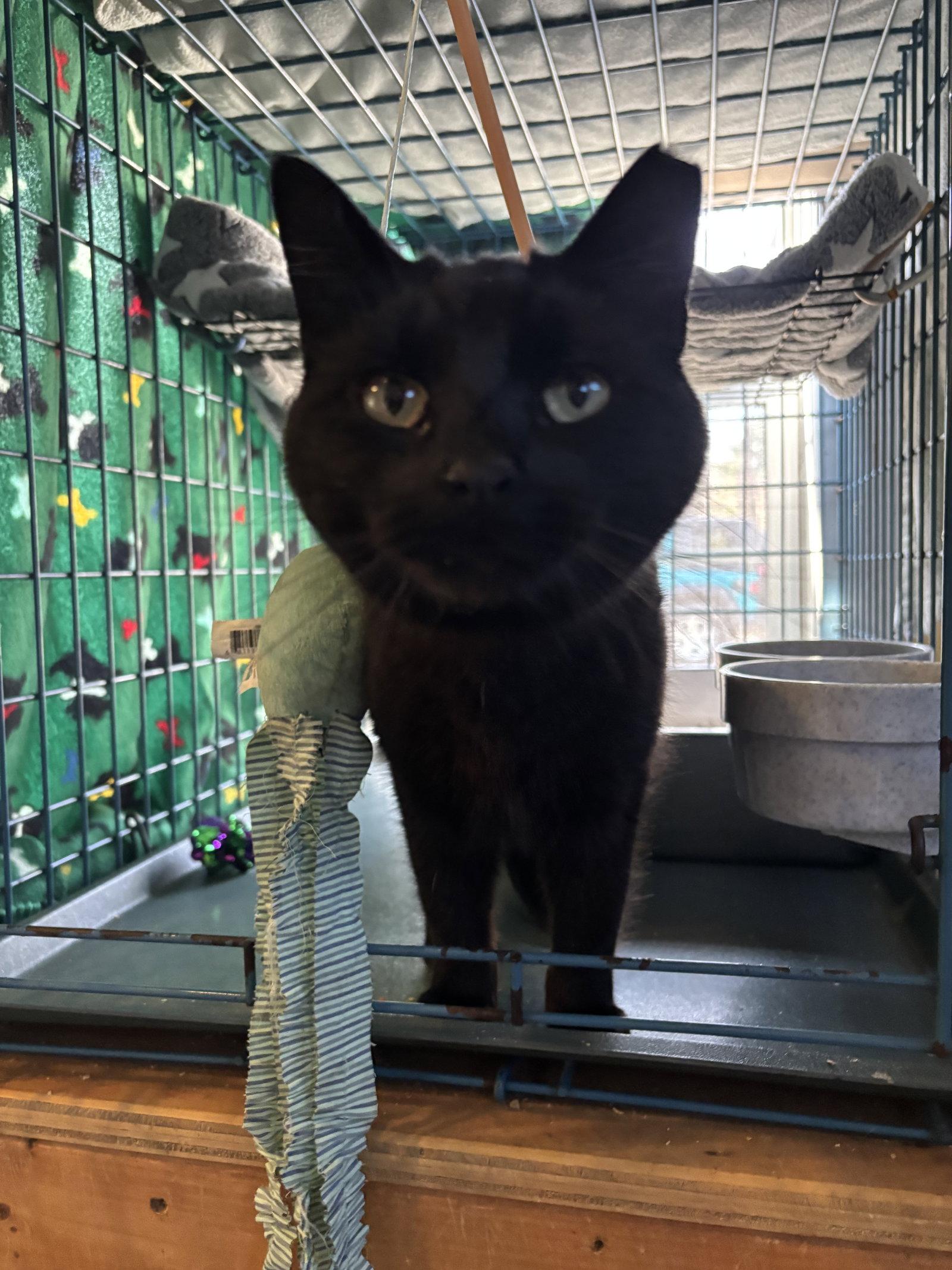 Enlarge Meow, a Adoptable Domestic Short Hair in Ranson, WV image 2/2