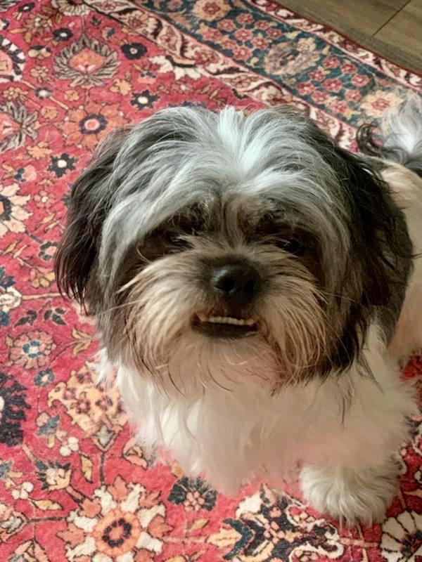 Ollie likes to play!, a Adoptable mixed breed in Redondo Beach, CA image 2/6