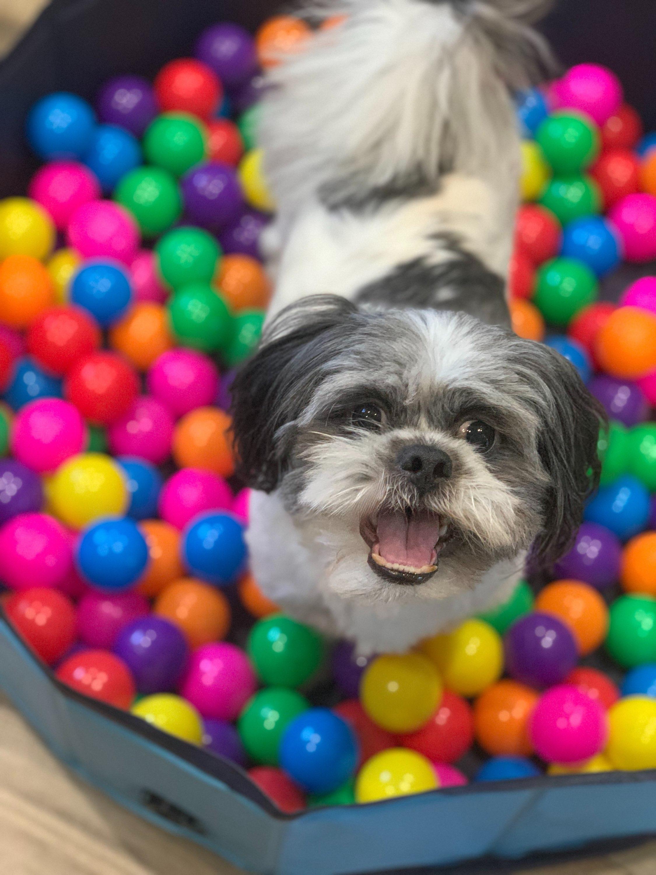 Ollie likes to play!, Adoptable, Young Male Shih Tzu & Lhasa Apso.