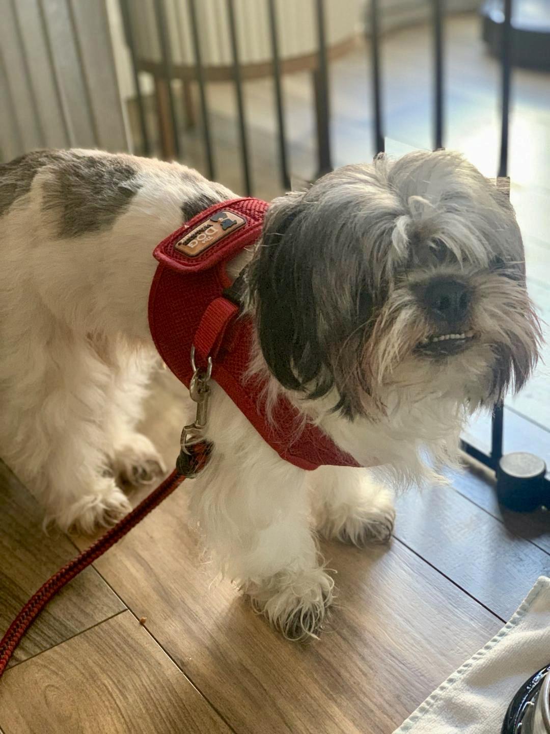 Ollie Likes To Play! thumbnail 3