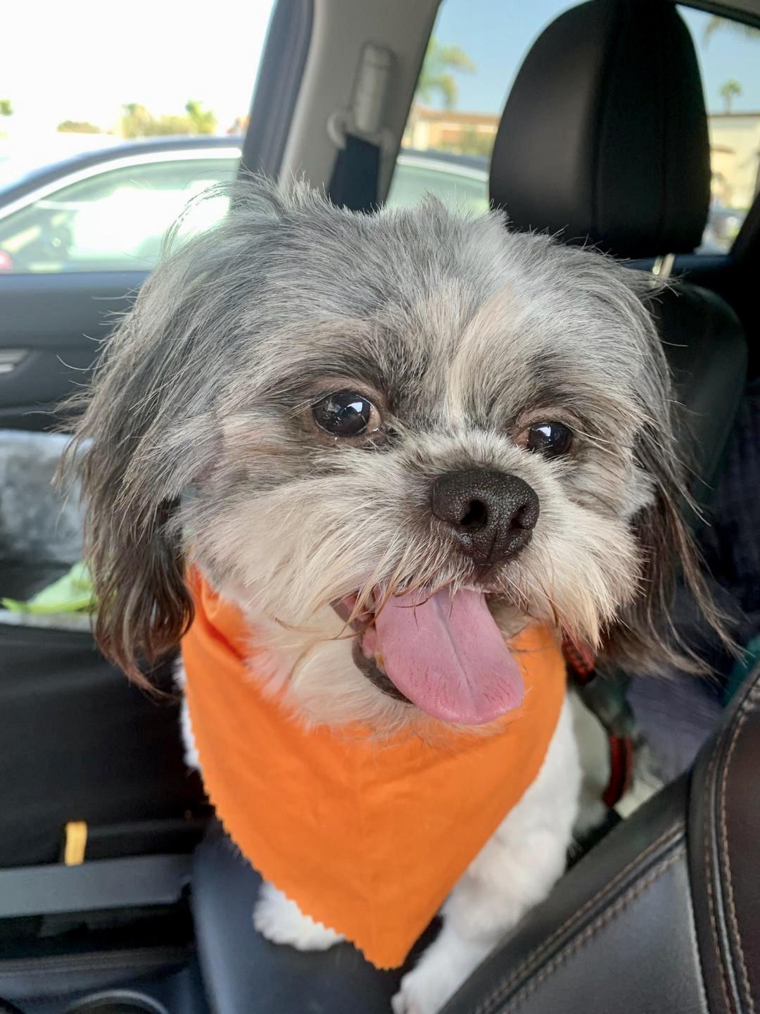 Ollie likes to play!, a Adoptable mixed breed in Redondo Beach, CA image 4/6