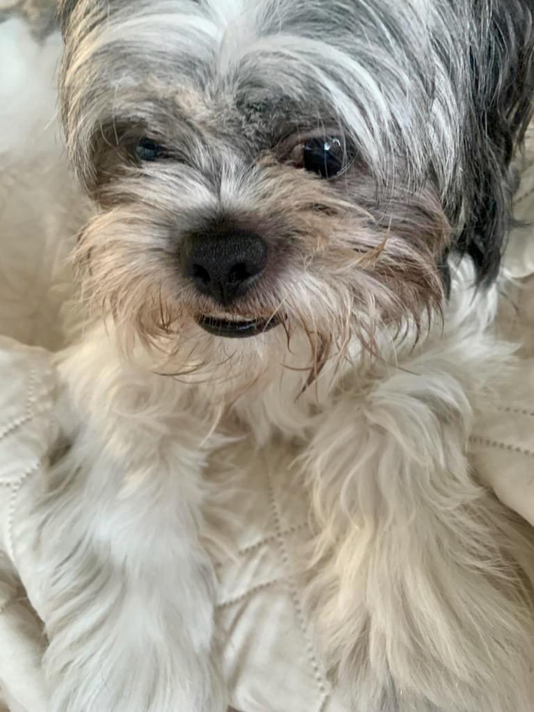 Ollie likes to play!, a Adoptable mixed breed in Redondo Beach, CA image 5/6