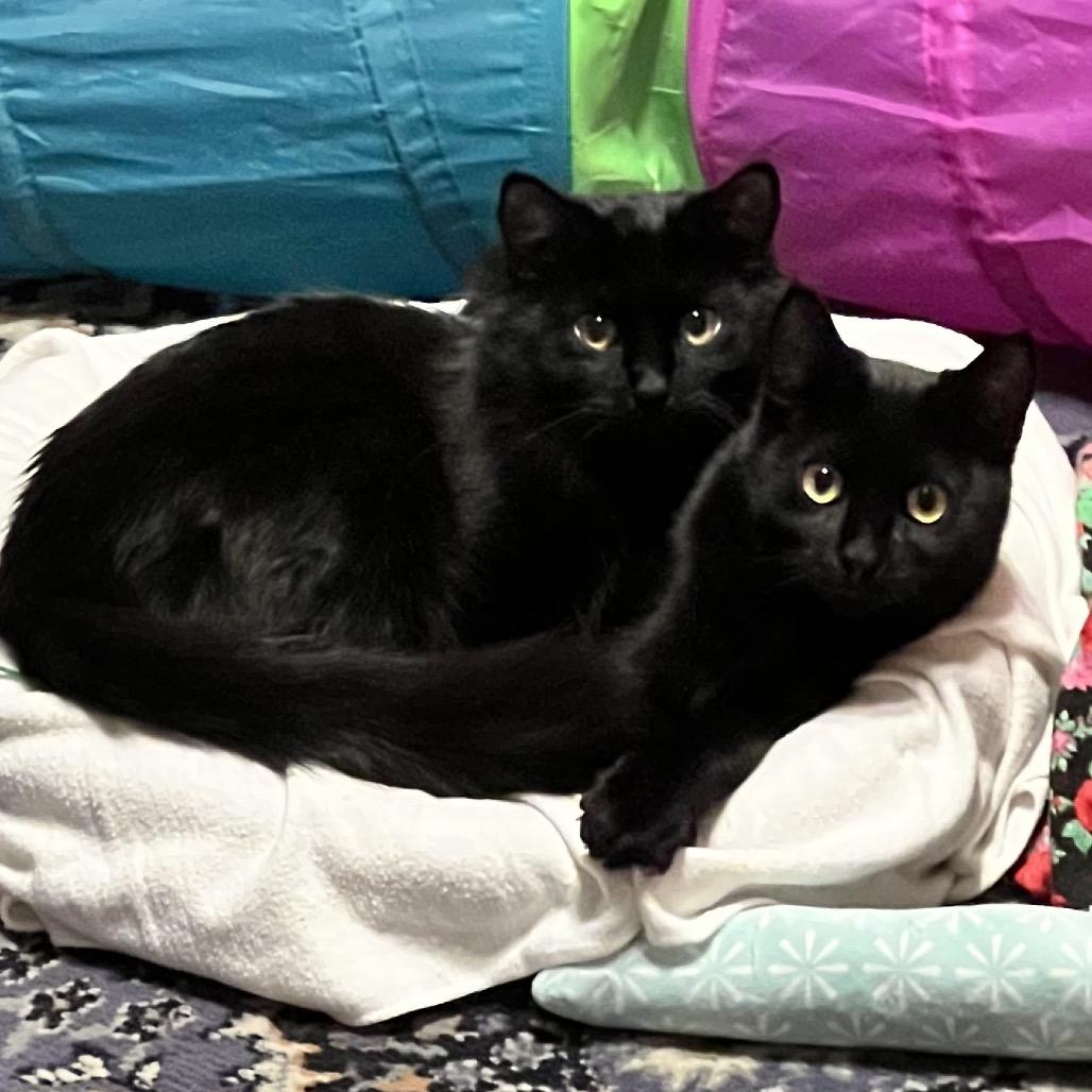 Emmy, Adoptable, Kitten Female Domestic Long Hair.