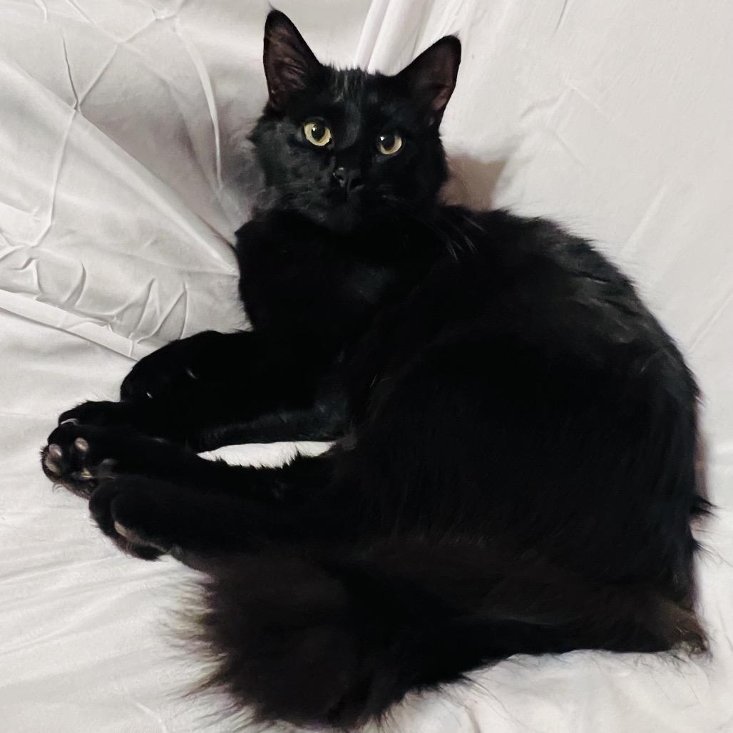 Emmy, a Adoptable Domestic Long Hair in Folsom, LA image 2/3