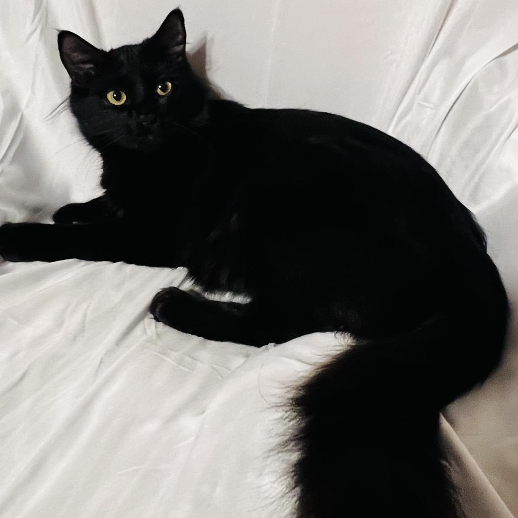 Emmy, a Adoptable Domestic Long Hair in Folsom, LA image 3/3