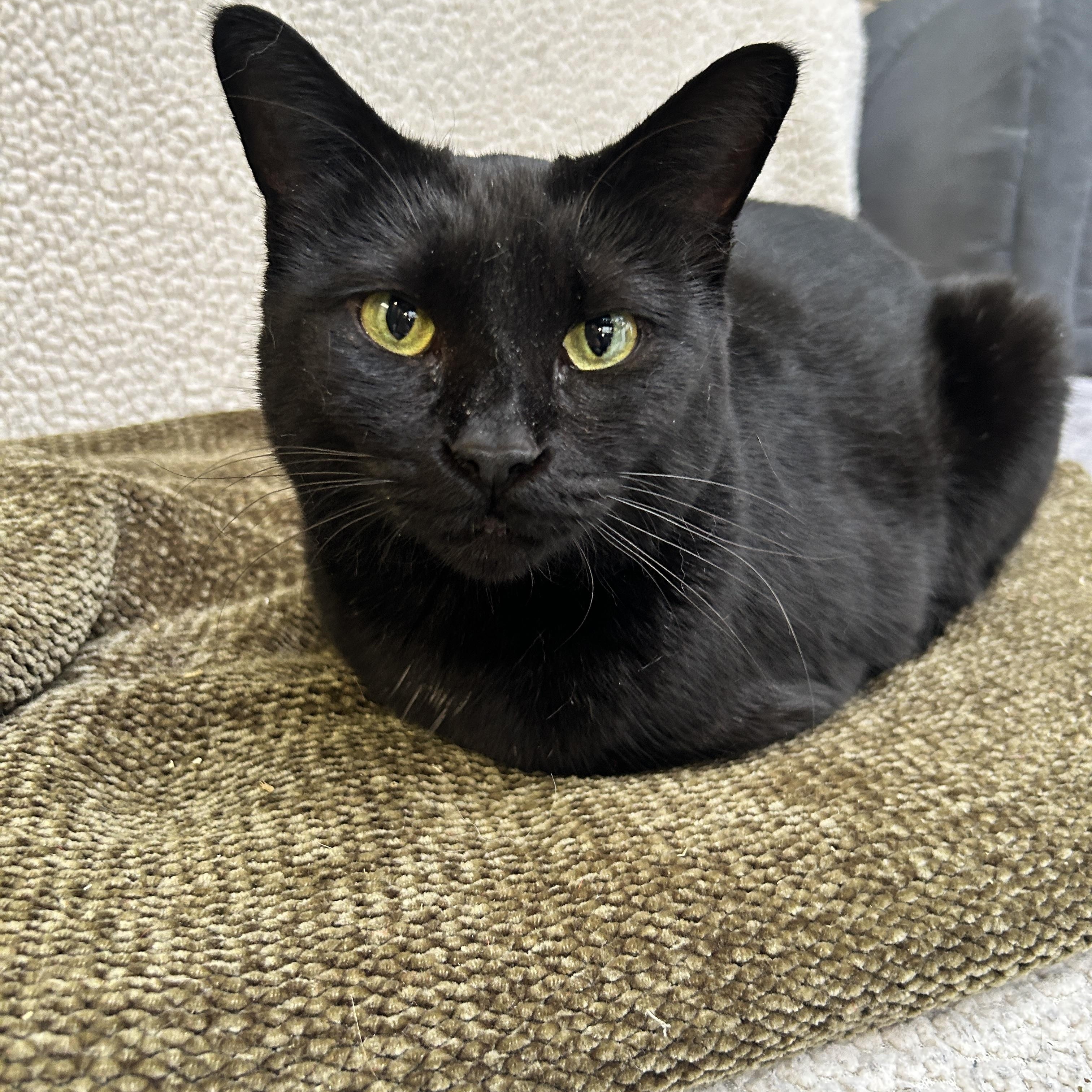 Enlarge Midge (Bonded with Matteo), a Adoptable Domestic Short Hair in Maple Ridge, BC image 2/5