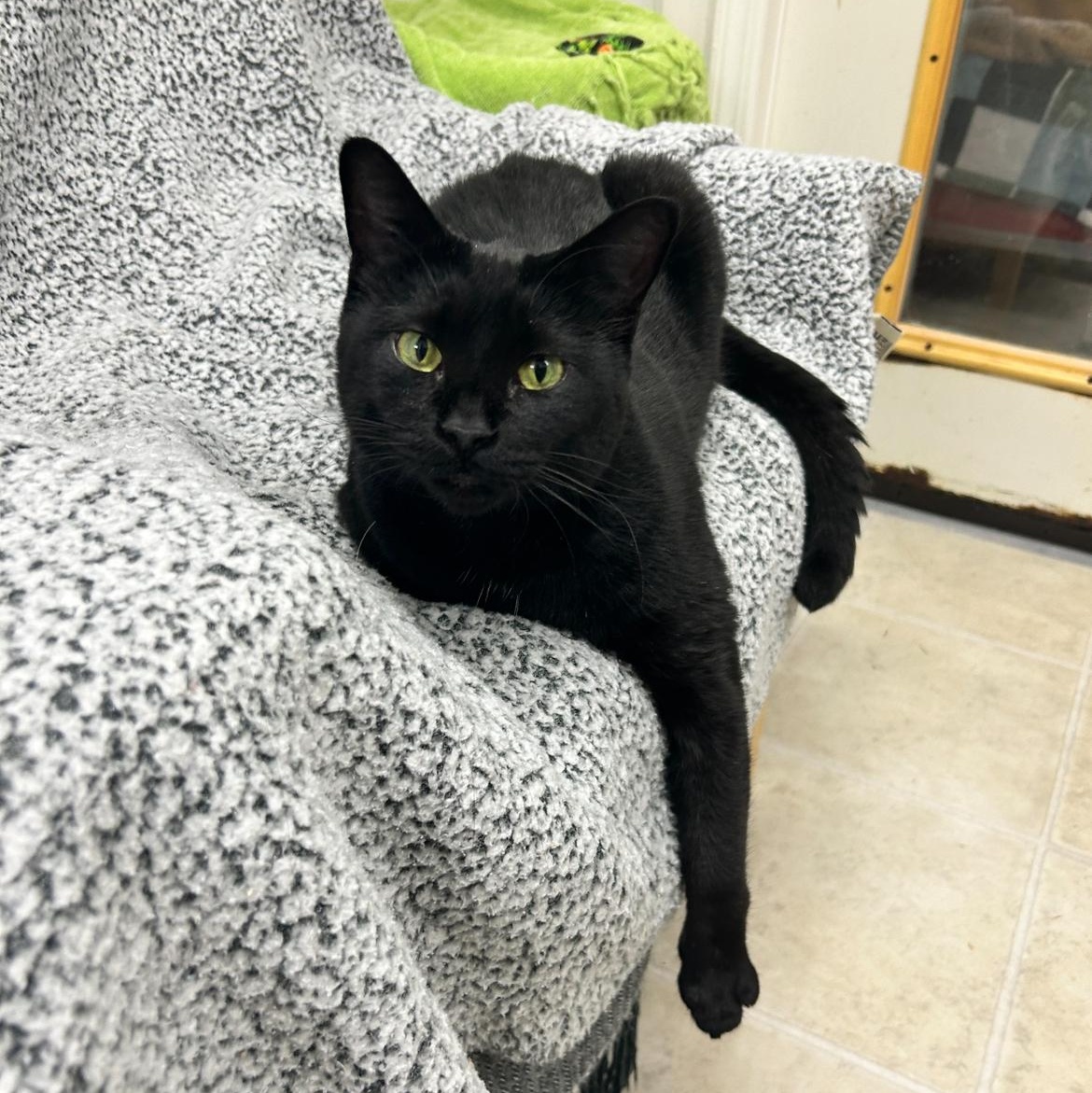 Midge (Bonded with Matteo)