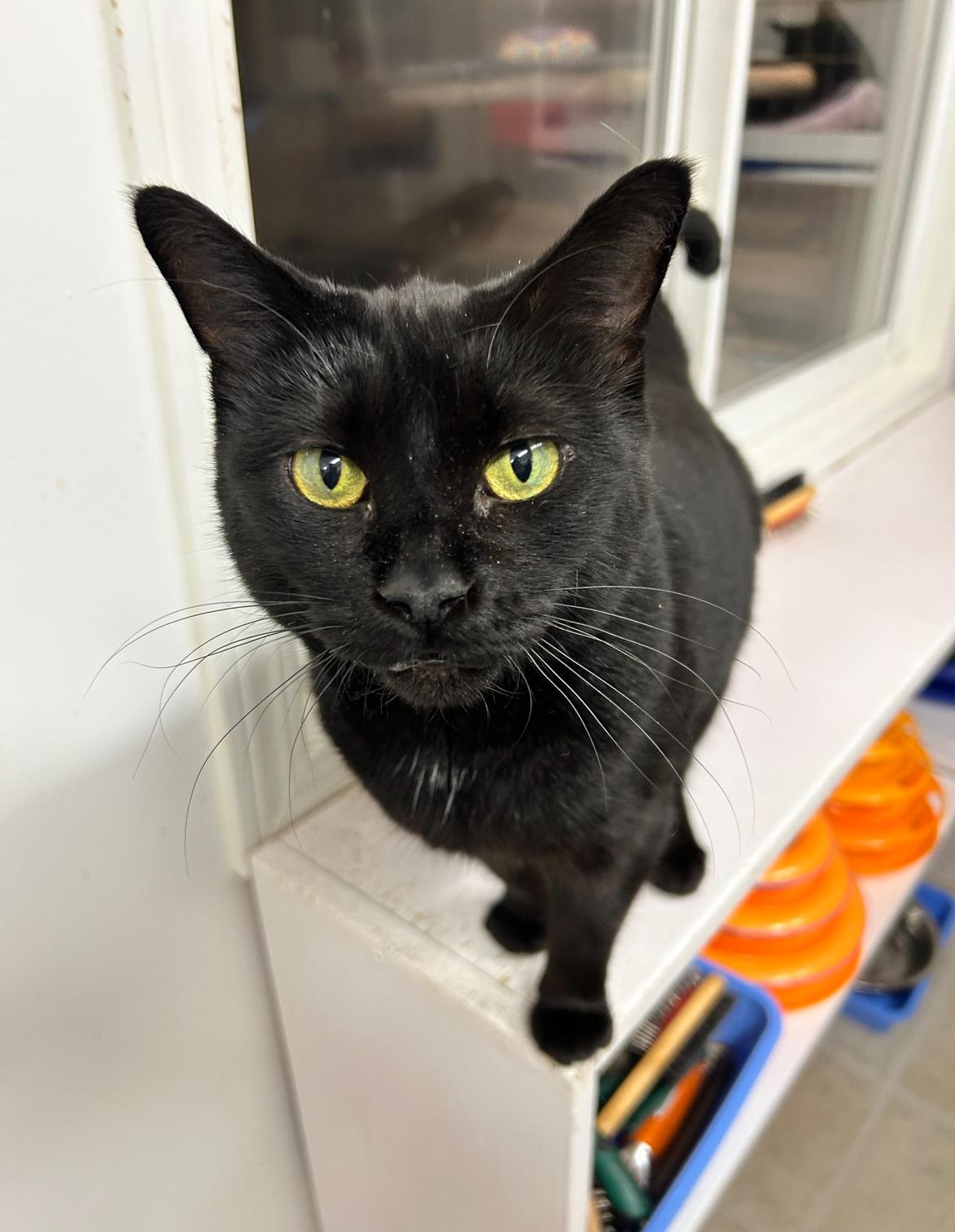 Enlarge Midge (Bonded with Matteo), a Adoptable Domestic Short Hair in Maple Ridge, BC image 3/5