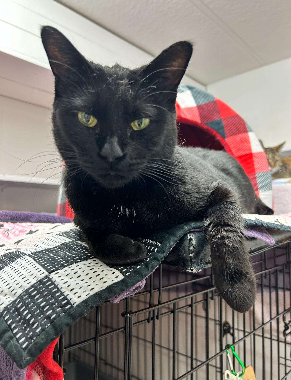 Midge (Bonded with Matteo)