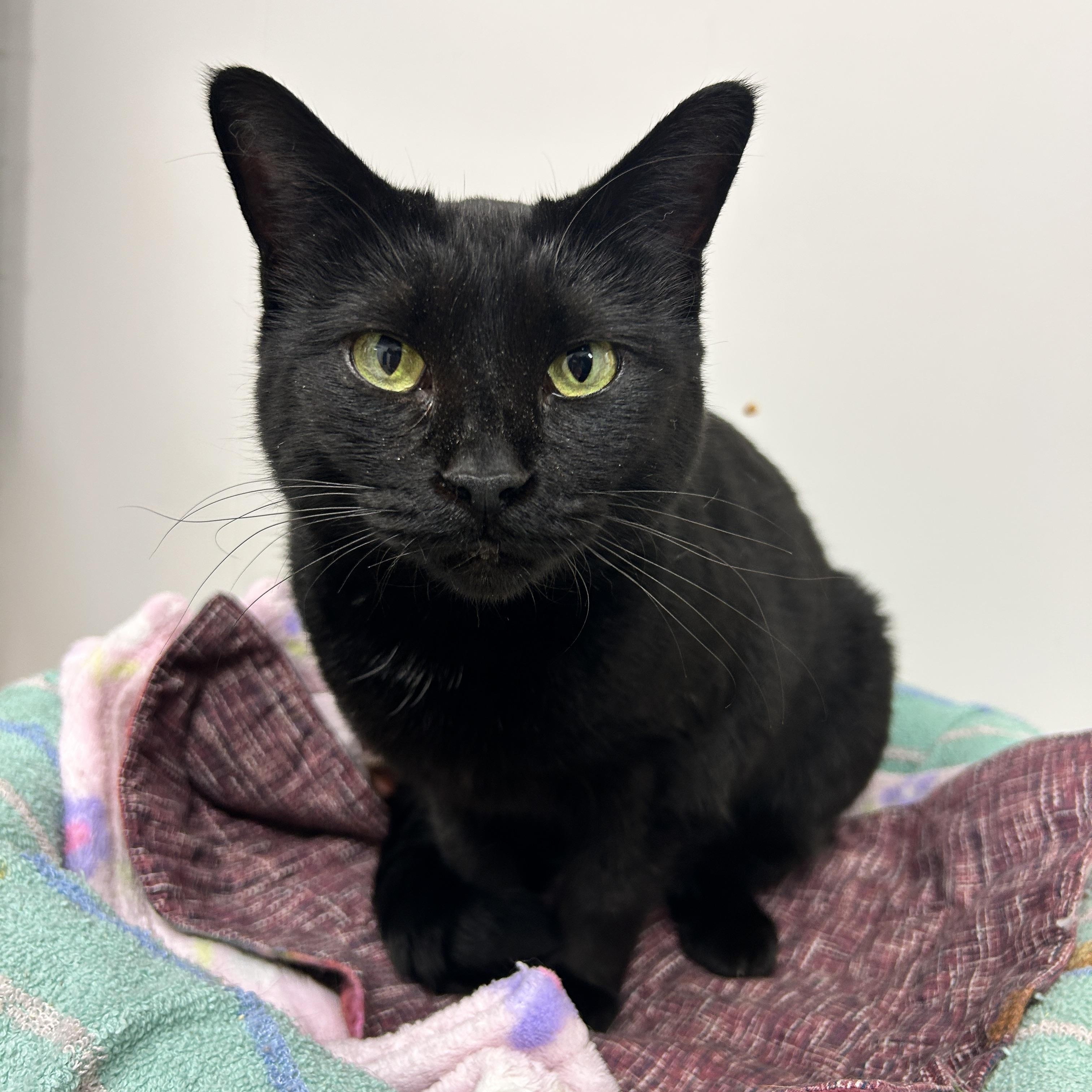 Midge (Bonded with Matteo)