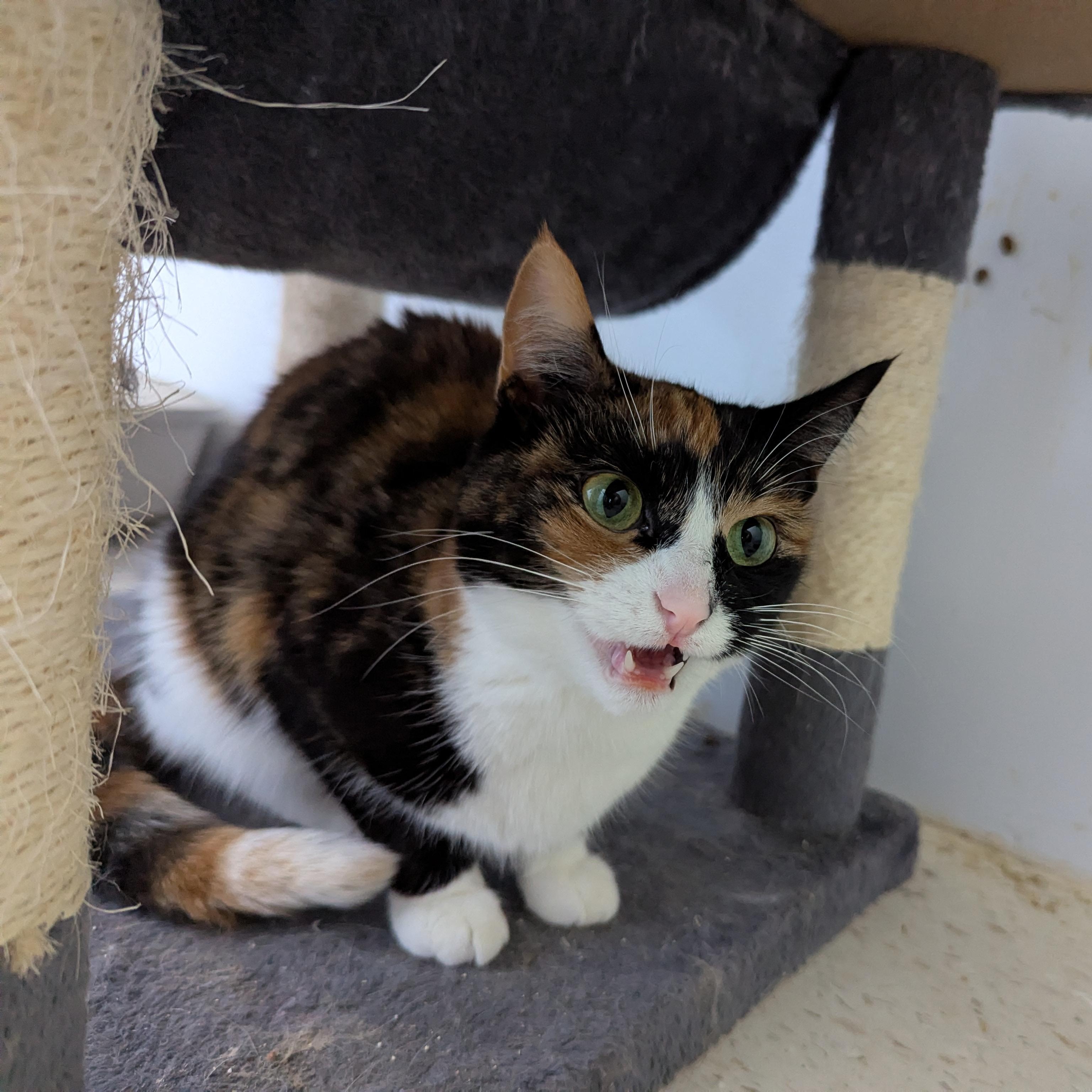 Sashay, Adoptable, Adult Female Domestic Short Hair.