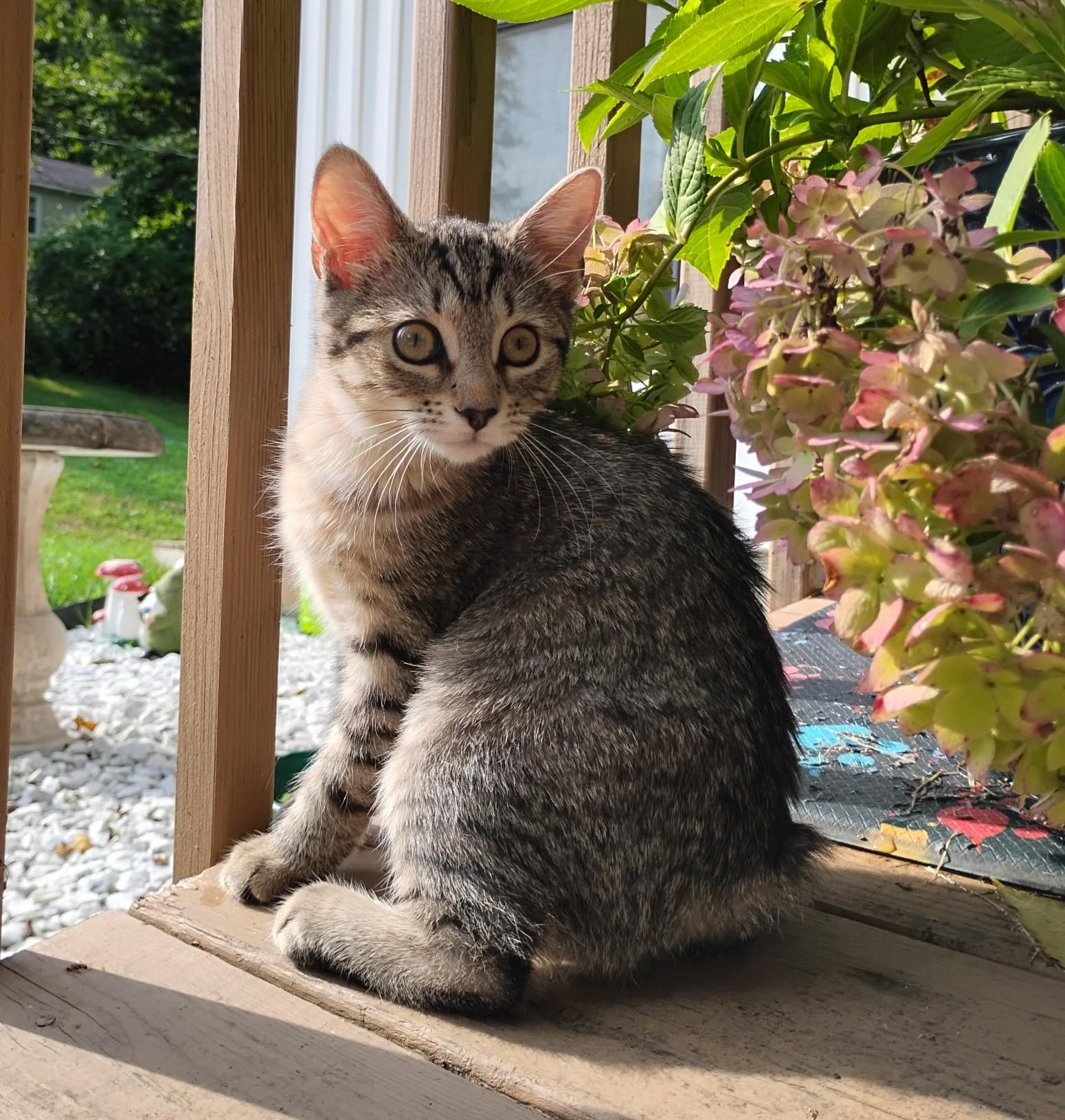 Bobbi and Ricky, ADOPTABLE, Kitten Female Domestic Short Hair.