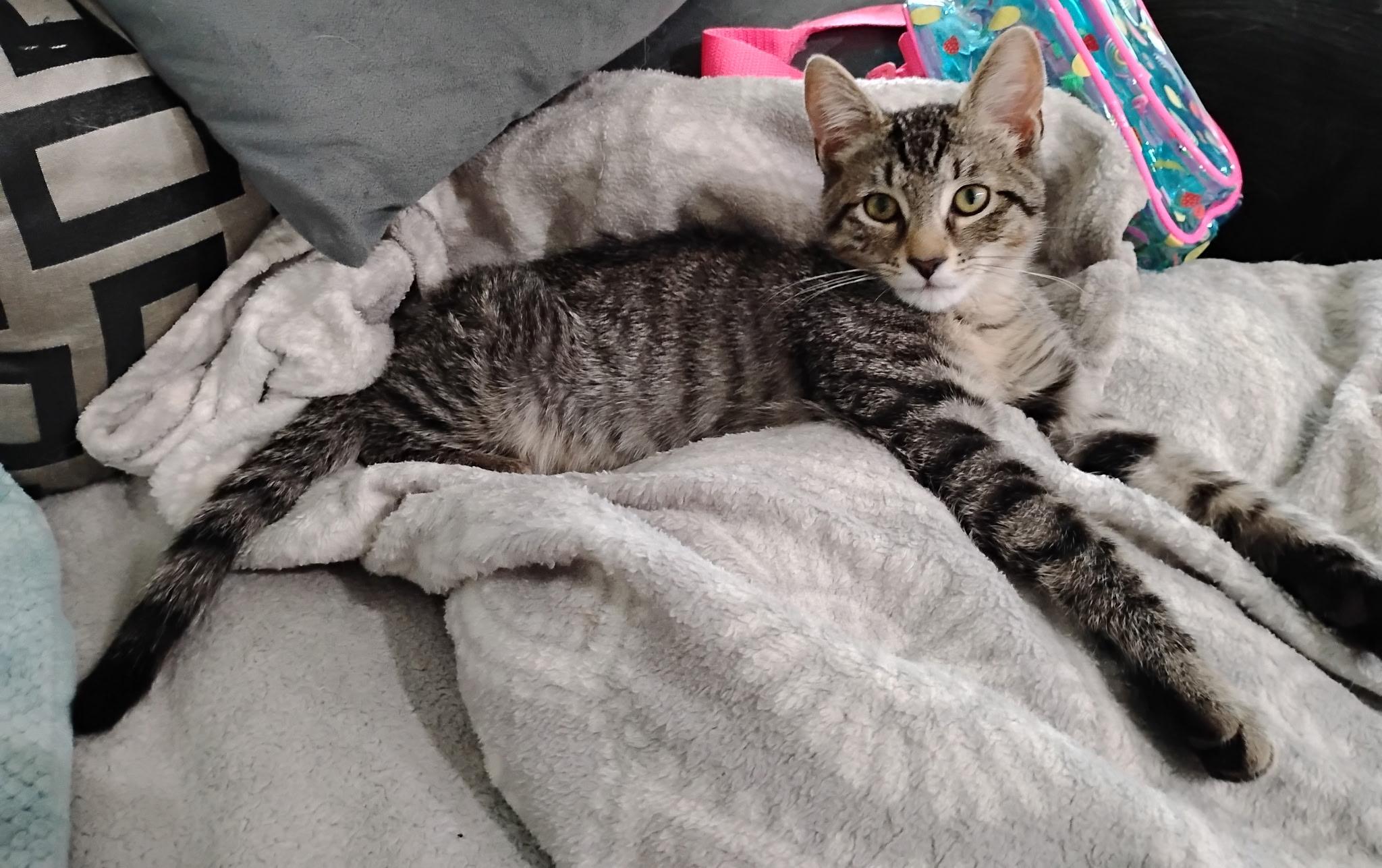 Enlarge Bobbi and Ricky, a ADOPTABLE Domestic Short Hair in Knoxville, TN image 4/5