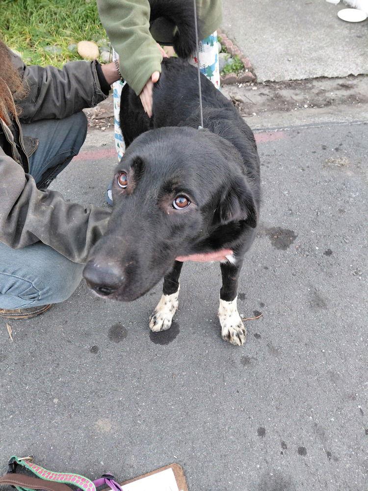 Enlarge Money, a Adoptable mixed breed in Cupertino, CA image 1/1