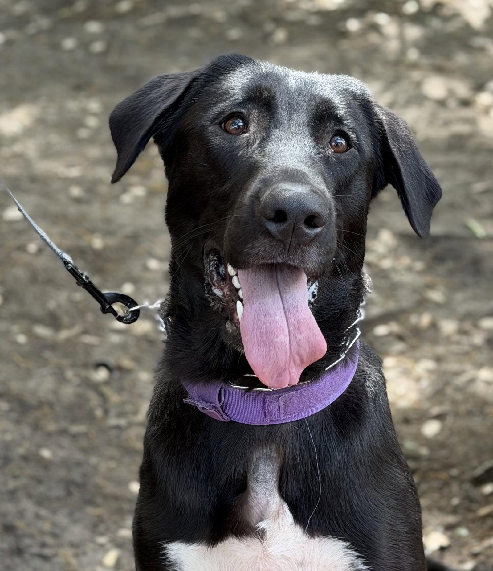 Money, Adoptable, Young Female German Shepherd Dog & Anatolian Shepherd.