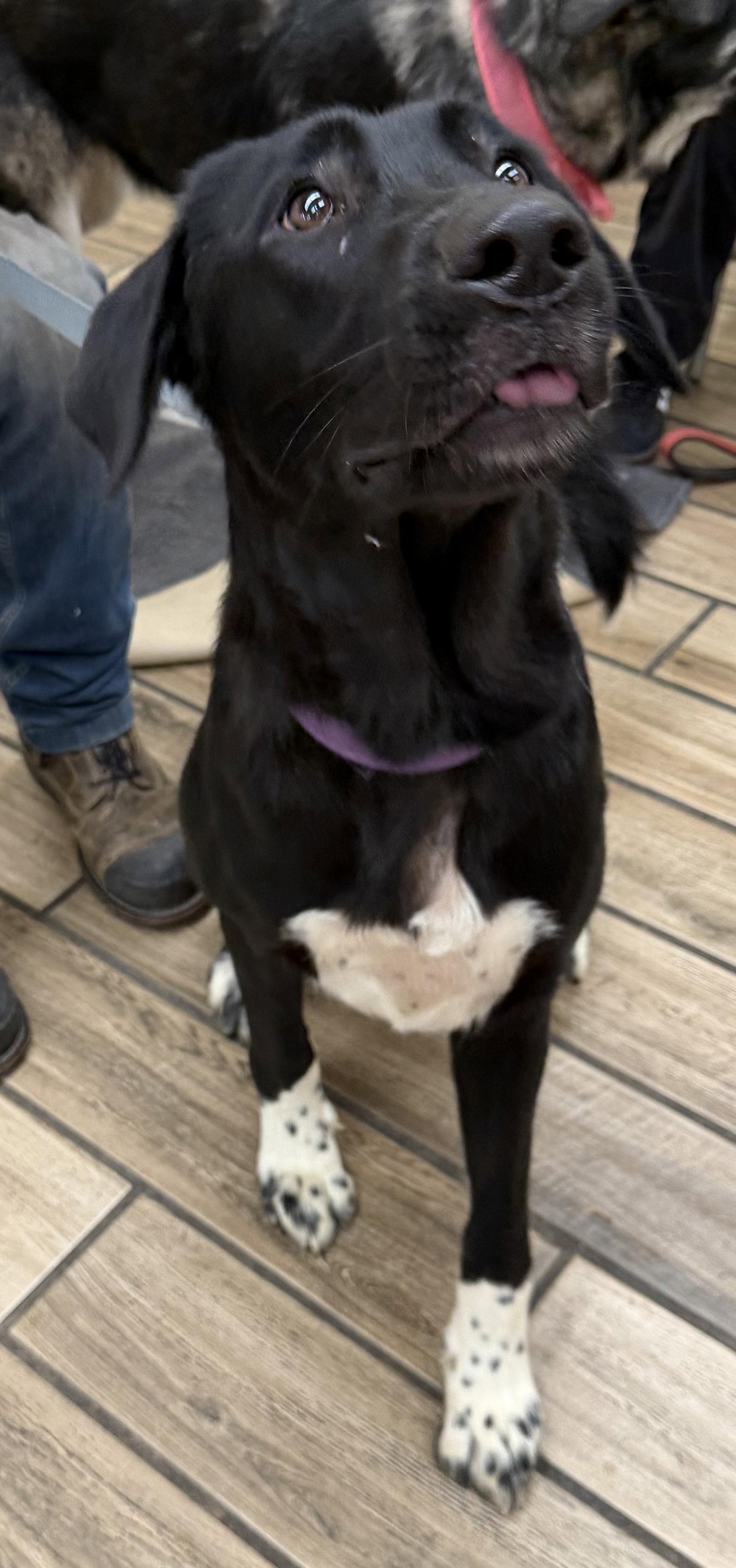 Enlarge Money, a Adoptable mixed breed in Cupertino, CA image 2/3