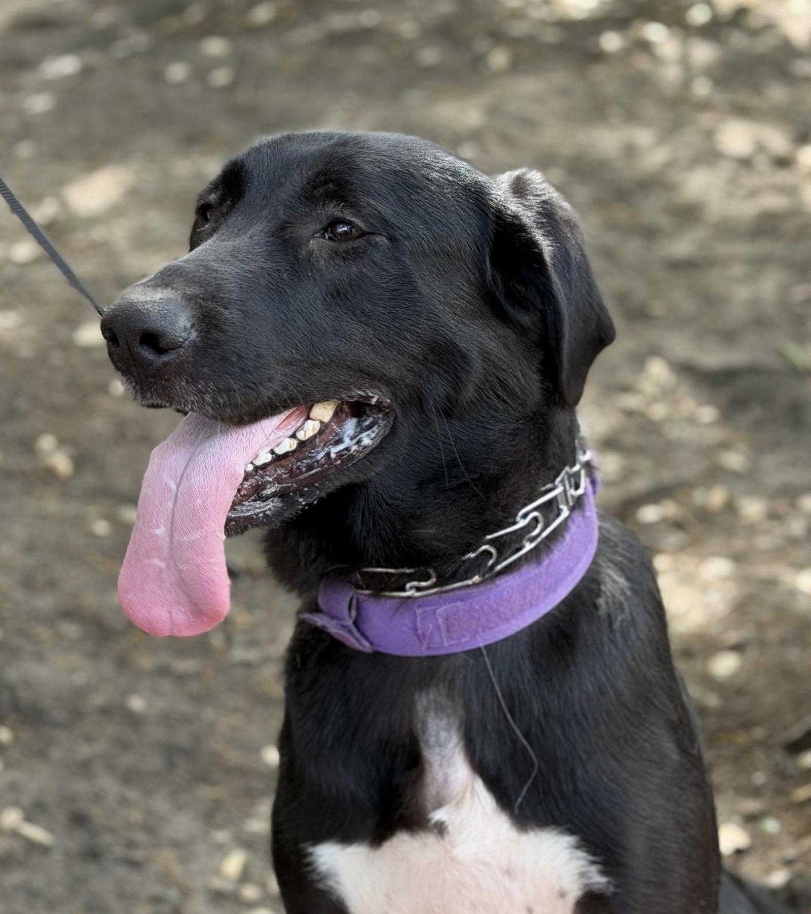 Enlarge Money, a Adoptable mixed breed in Cupertino, CA image 3/3