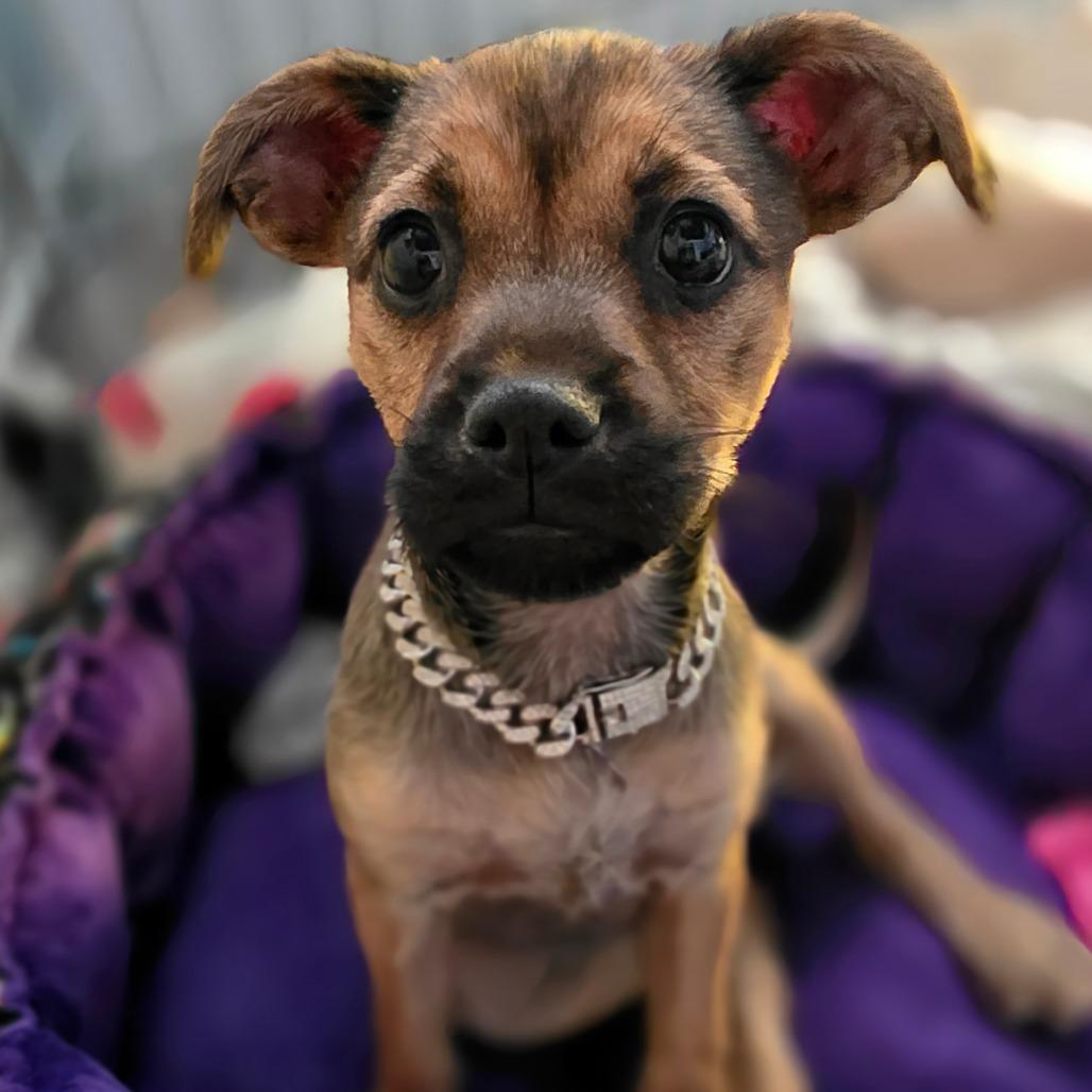 Bubbles, Adoptable, Puppy Female Chihuahua & Dachshund.