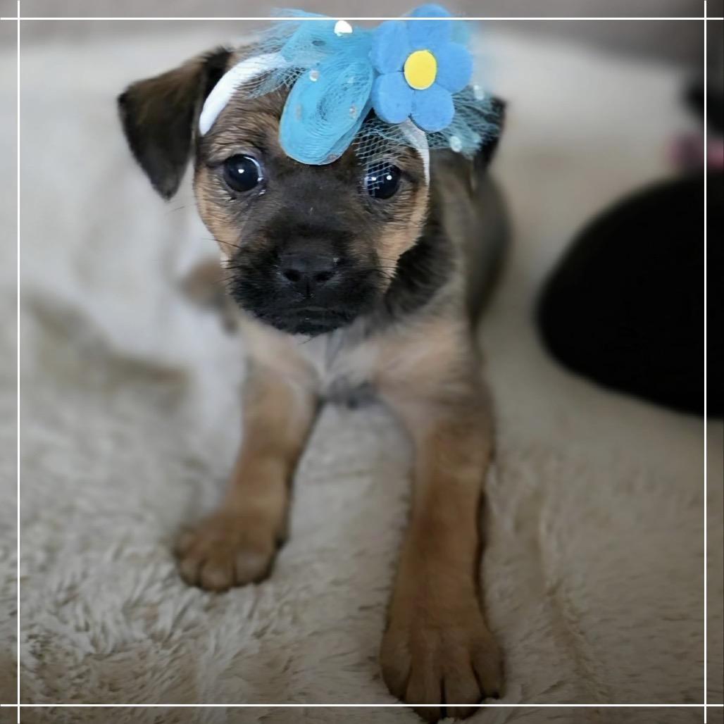 Enlarge Bubbles, a Adoptable mixed breed in Chandler, AZ image 2/4