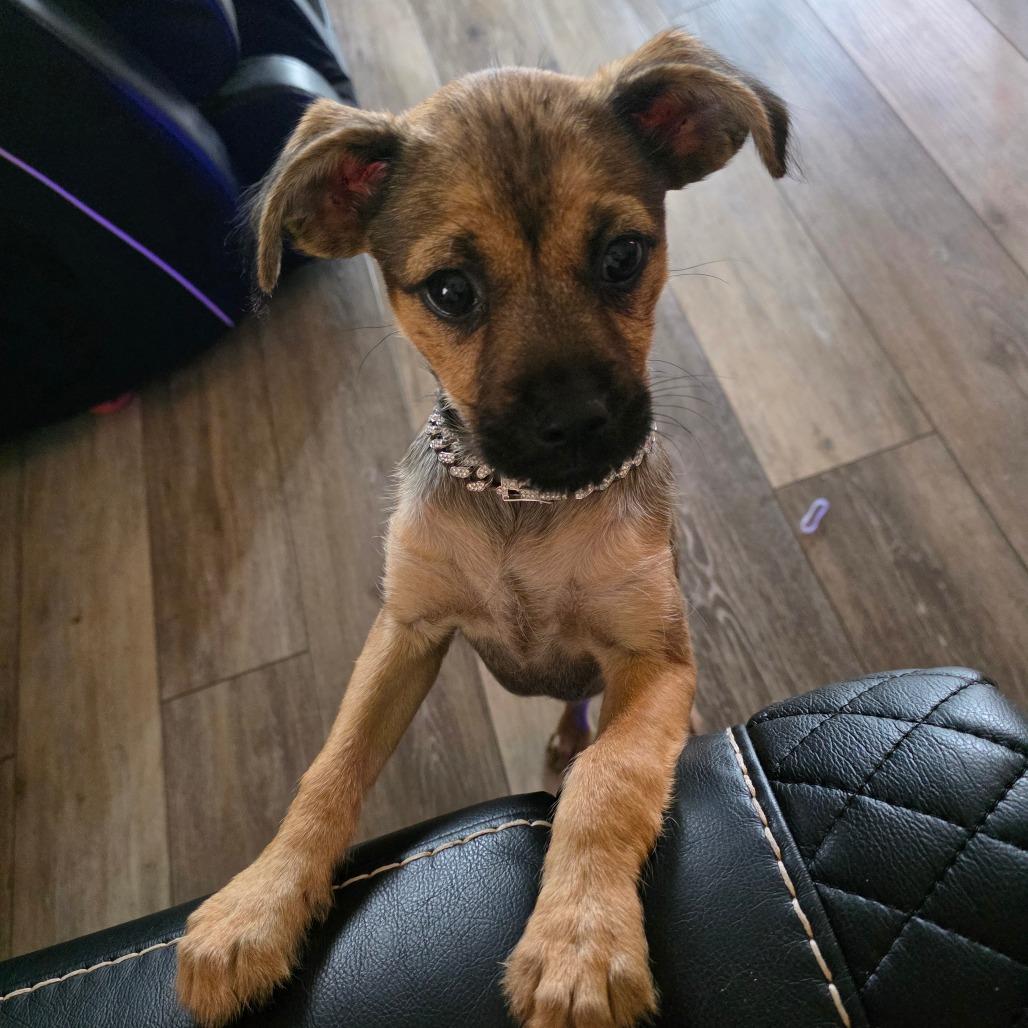 Enlarge Bubbles, a Adoptable mixed breed in Chandler, AZ image 3/4