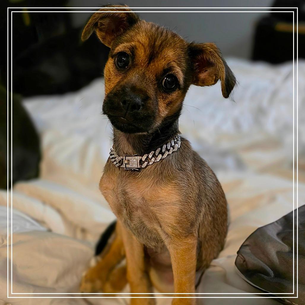 Enlarge Bubbles, a Adoptable mixed breed in Chandler, AZ image 4/4