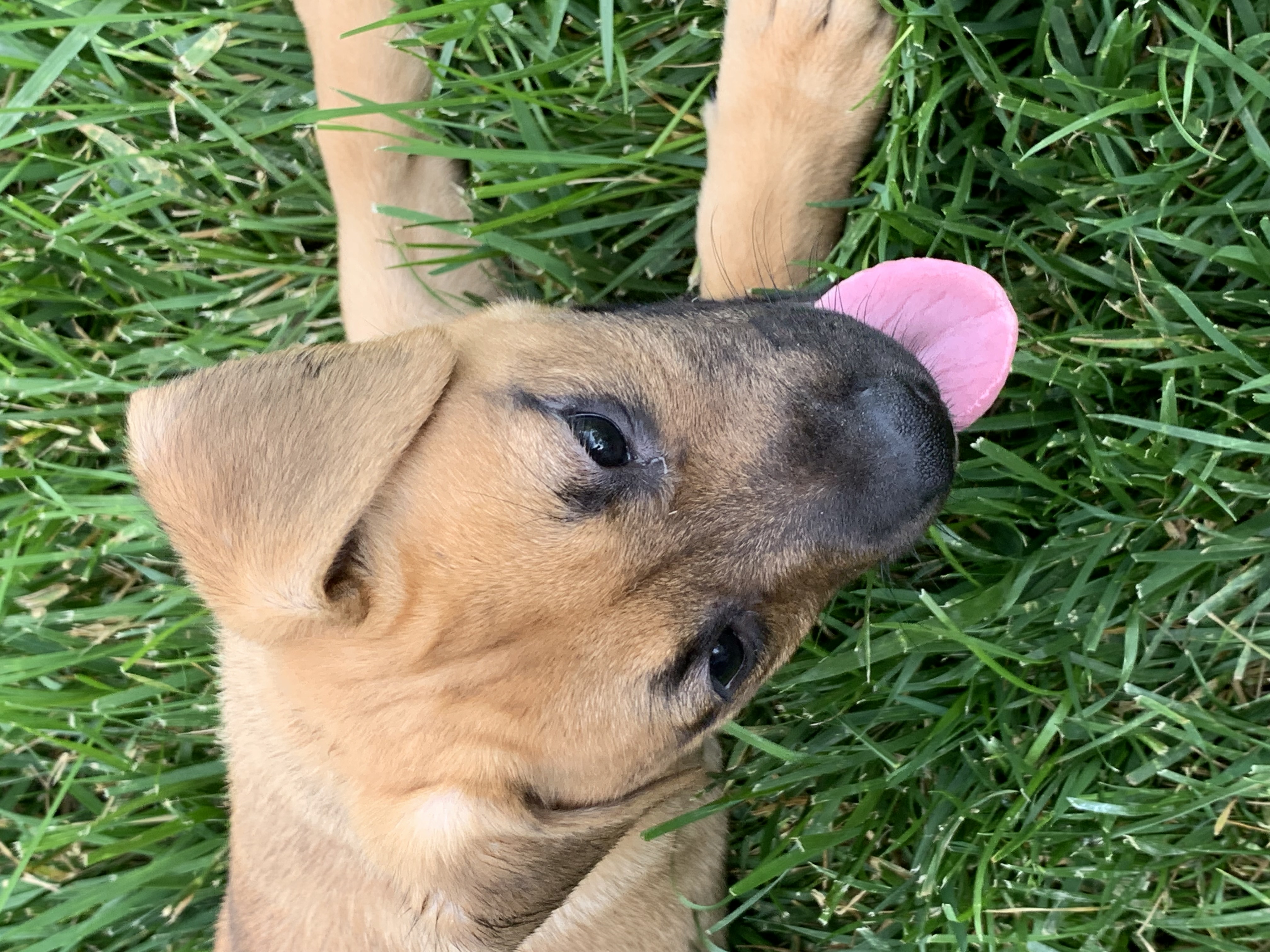 Enlarge Begonia, a Adopted Labrador Retriever in Brownstown, IN image 4/4