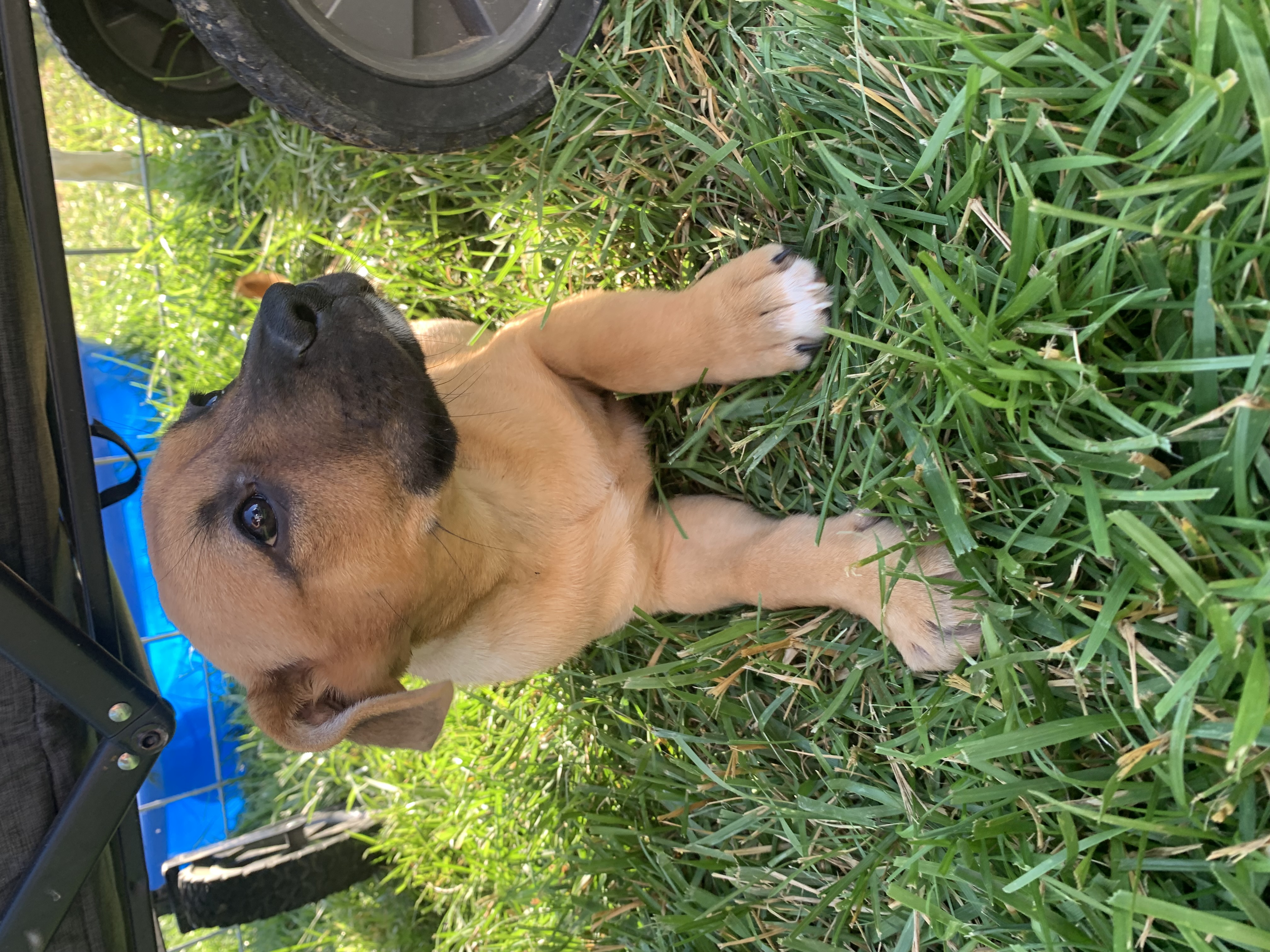Enlarge Begonia, a Adopted Labrador Retriever in Brownstown, IN image 3/4