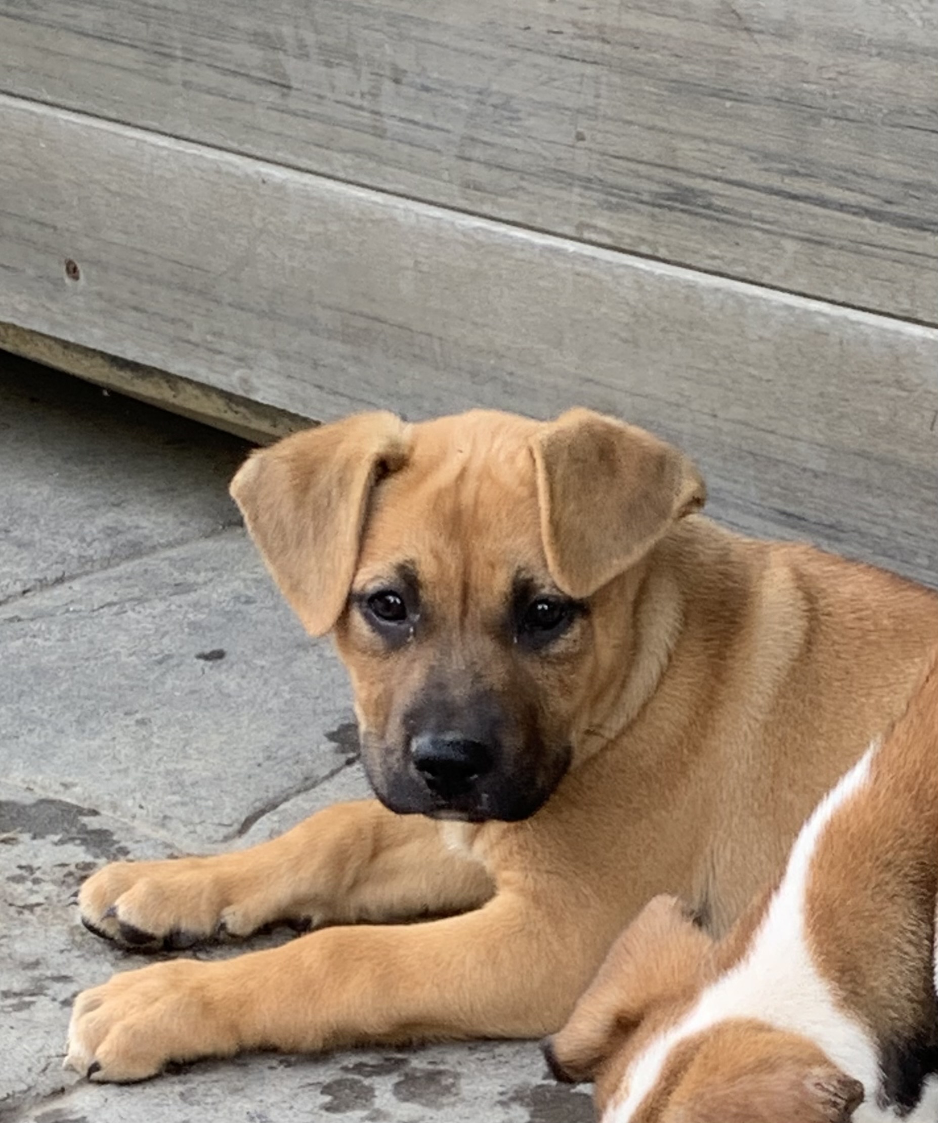 Enlarge Begonia, a Adopted Labrador Retriever in Brownstown, IN image 1/4