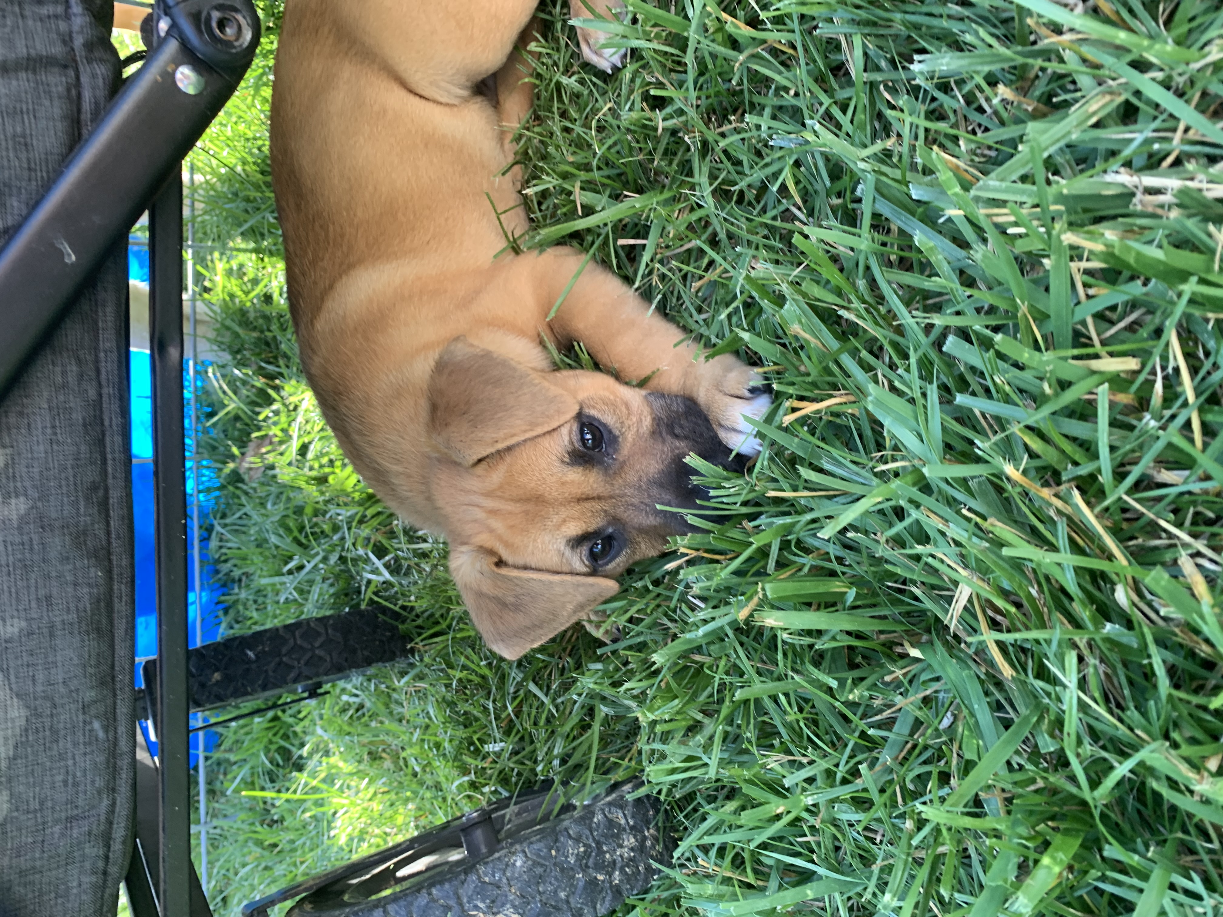 Enlarge Begonia, a Adopted Labrador Retriever in Brownstown, IN image 2/4