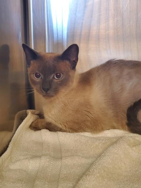 ATHENA, Adoptable, Adult Female Siamese.