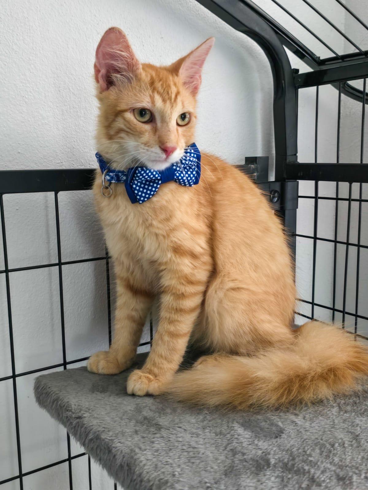 NICOLAS - purr machine, an adopted mixed breed in New York, NY image 3/6