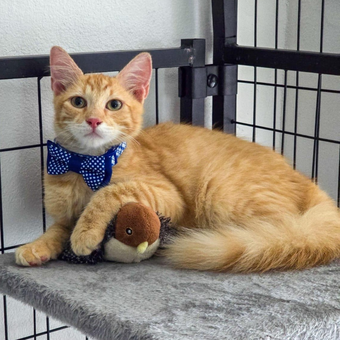NICOLAS - purr machine, an adopted mixed breed in New York, NY image 1/6
