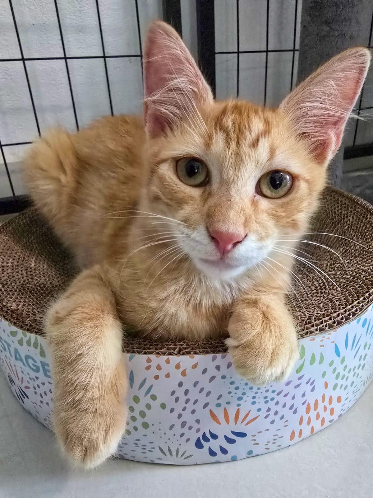 NICOLAS - purr machine, an adopted mixed breed in New York, NY image 2/6